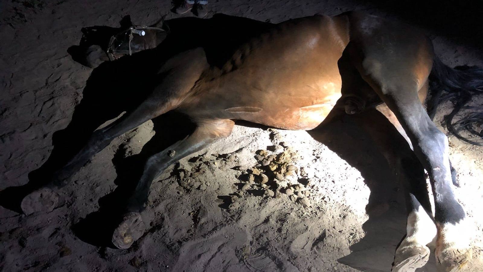 Nach Tierquälerei: Dieses Pferd musste wegen seiner Verletzungen eingeschläfert werden.