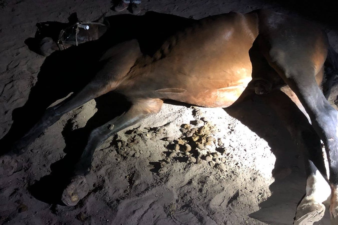 Nach Tierquälerei: Dieses Pferd musste wegen seiner Verletzungen eingeschläfert werden.