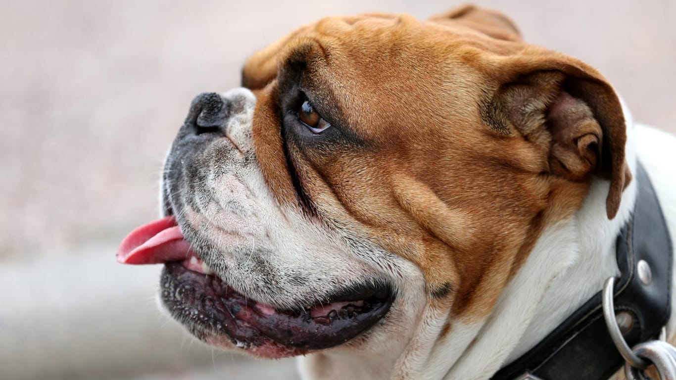 Englische Bulldogge: Um ein Tier zu Klonen, benötigt man eine seiner Körperzellen mit dem enthaltenen Erbgut.
