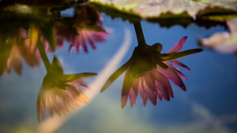 Blüten einer Seerose spiegeln sich bei sonnigem Wetter im Wasser: Es wird noch ein Mal heiß, dann könnte der Hochsommer vorbei sein.
