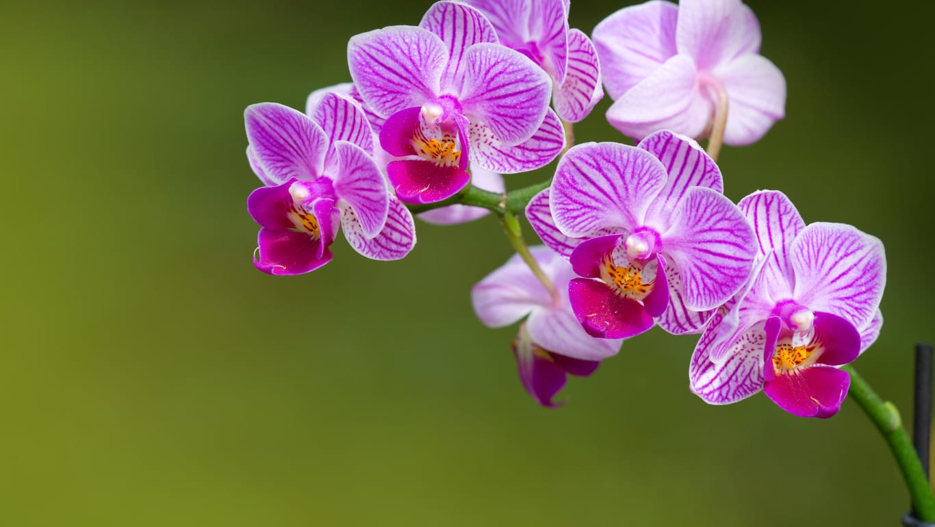 Orchideen pflegen: Nicht zu viel gießen.