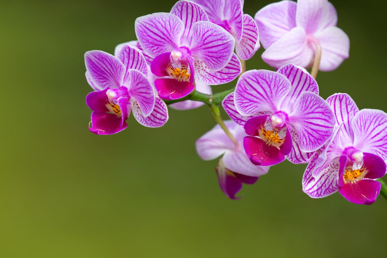 Orchideen pflegen: Nicht zu viel gießen.