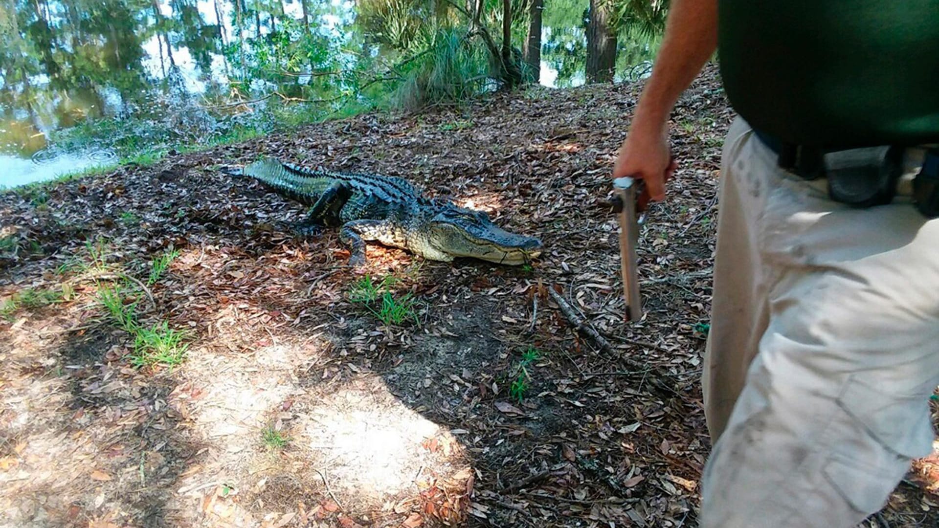 Ein Alligator auf der Insel Hilton Head in South Carolina: Eine Frau wurde von dem rund zweieinhalb Meter langen Tier unter Wasser gezogen und getötet. Ein Alligator auf der Insel Hilton Head in South Carolina: Eine Frau wurde von dem rund zweieinhalb Meter langen Tier unter Wasser gezogen und getötet.