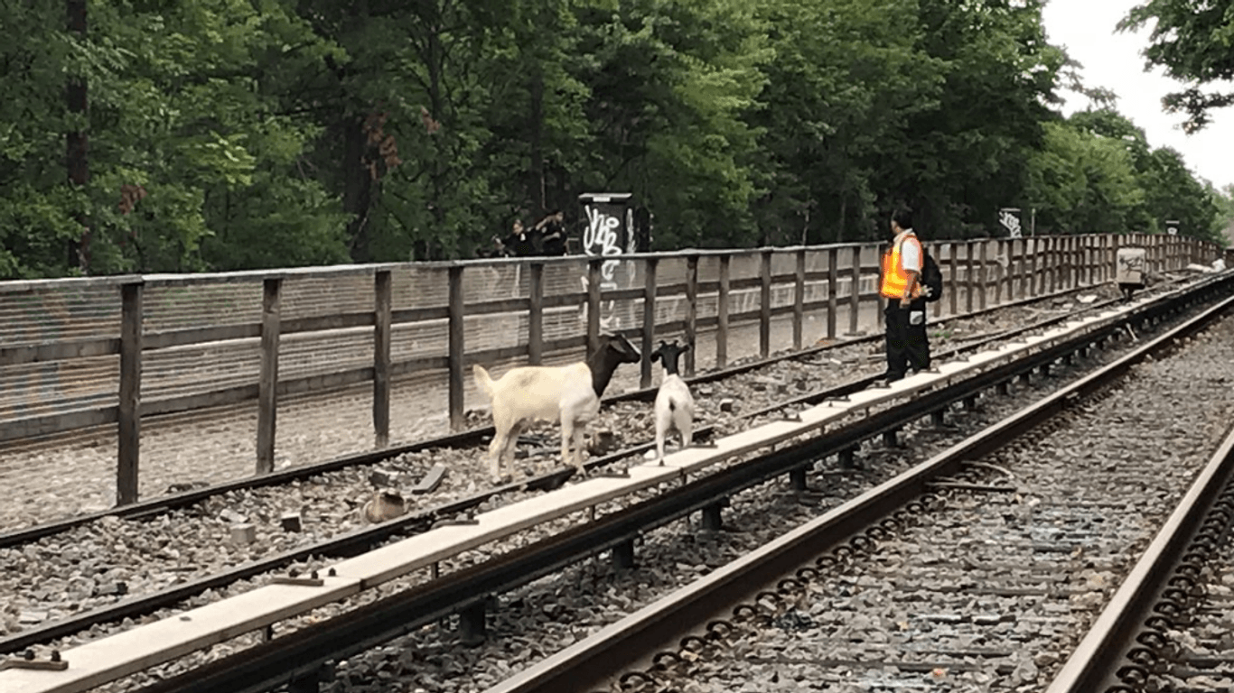 Zwei Ziege auf Zuggleisen in Brooklyn: Die Tiere verursachten Störungen des New Yorker U-Bahnverkehrs.
