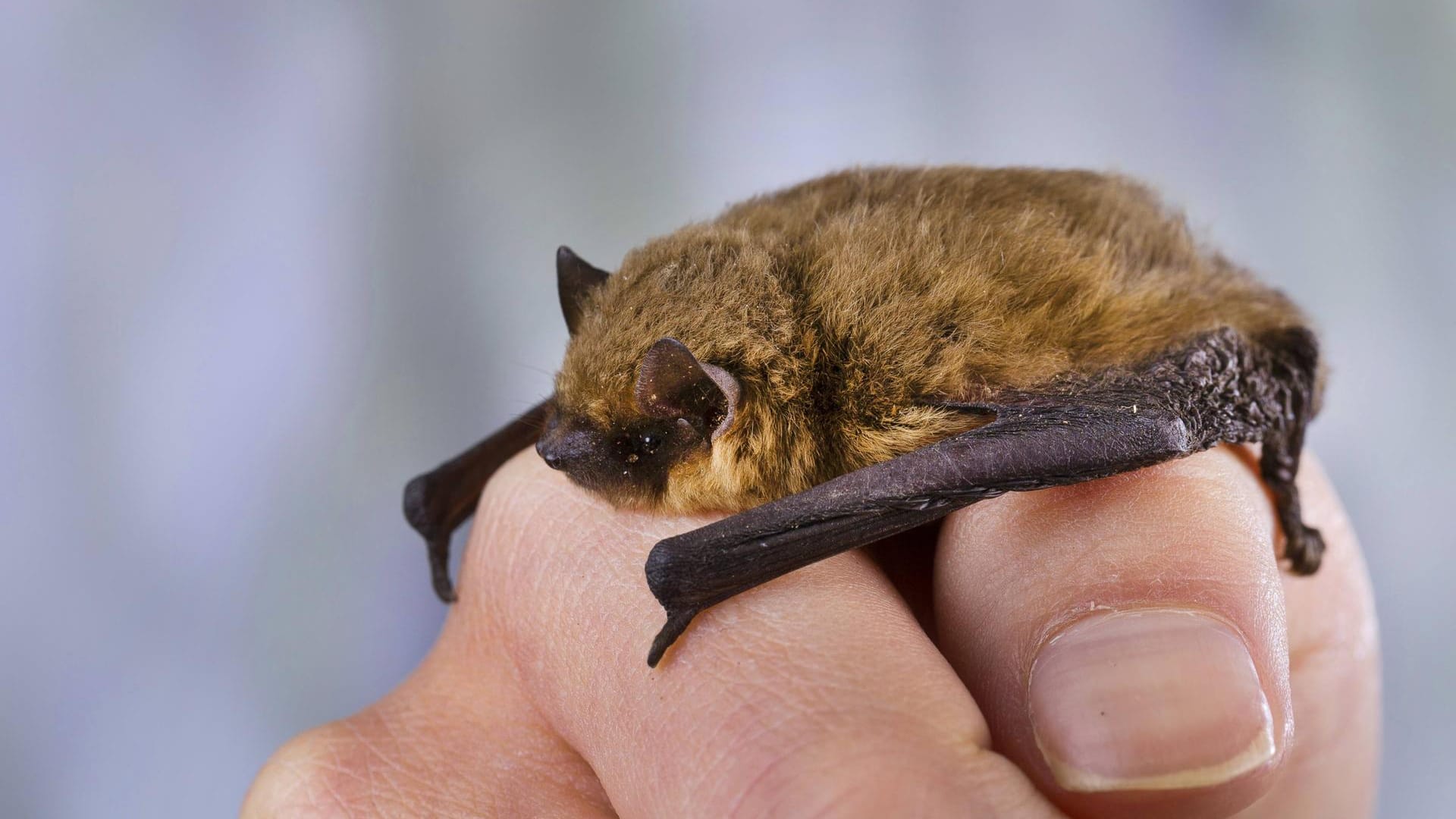 Zwergfledermaus (Pipistrellus pipistrellus)