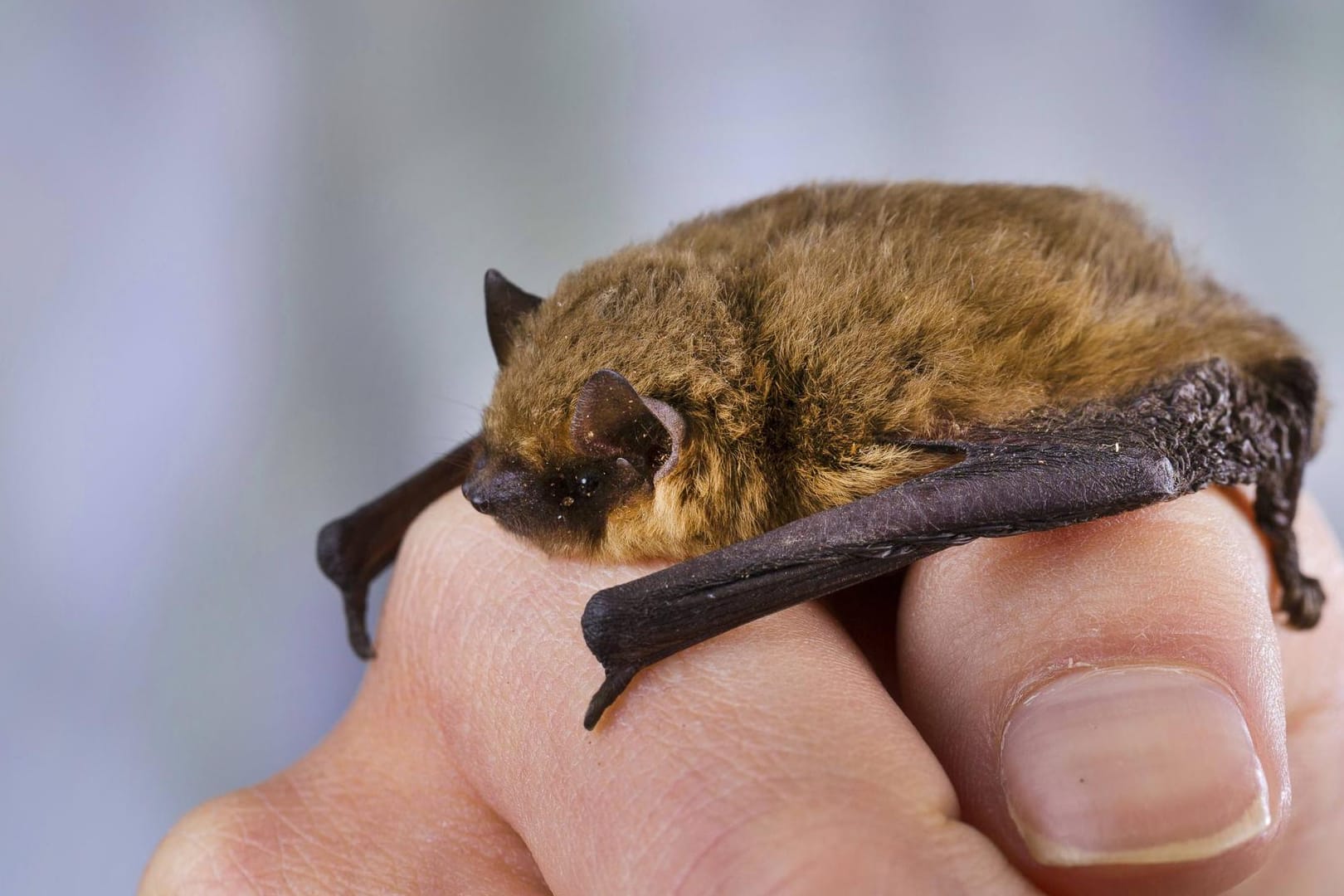 Zwergfledermaus (Pipistrellus pipistrellus)