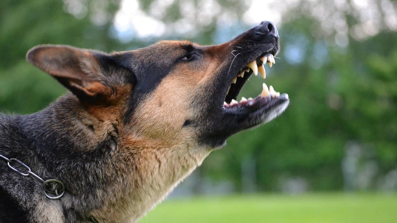 Ein bellender Hund: Die Polizei rief die Tierrettung zur Hilfe. (Symbolbild)