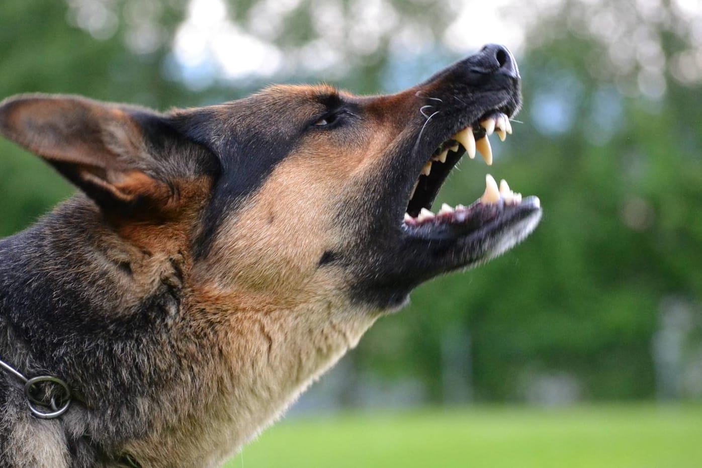 Ein bellender Hund: Die Polizei rief die Tierrettung zur Hilfe. (Symbolbild)