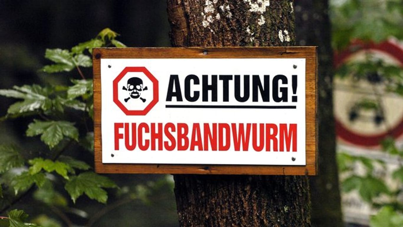 In einigen Regionen Süddeutschlands ist der Fuchsbandwurm verbreitet.
