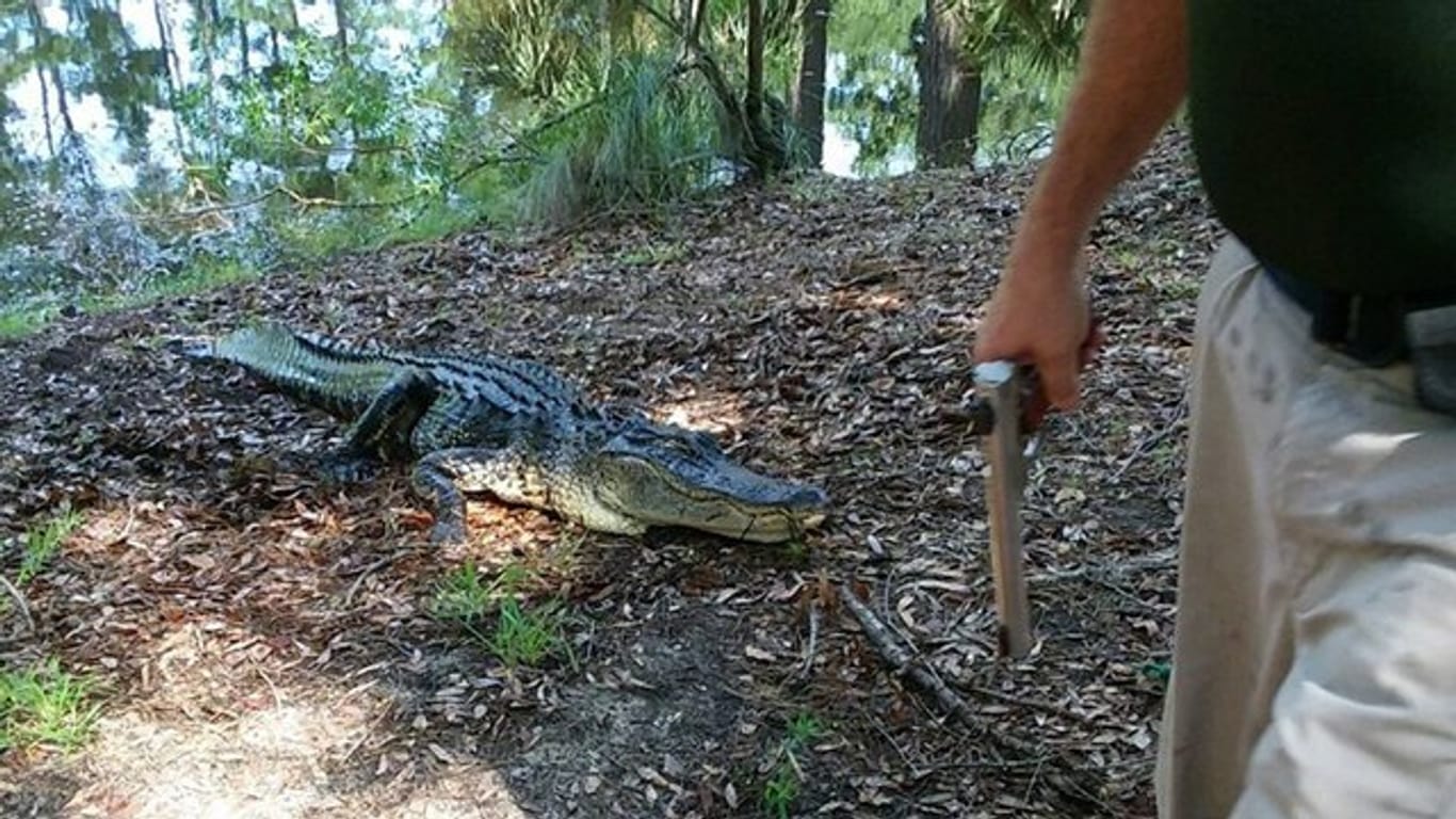 Der Alligator wurde getötet.