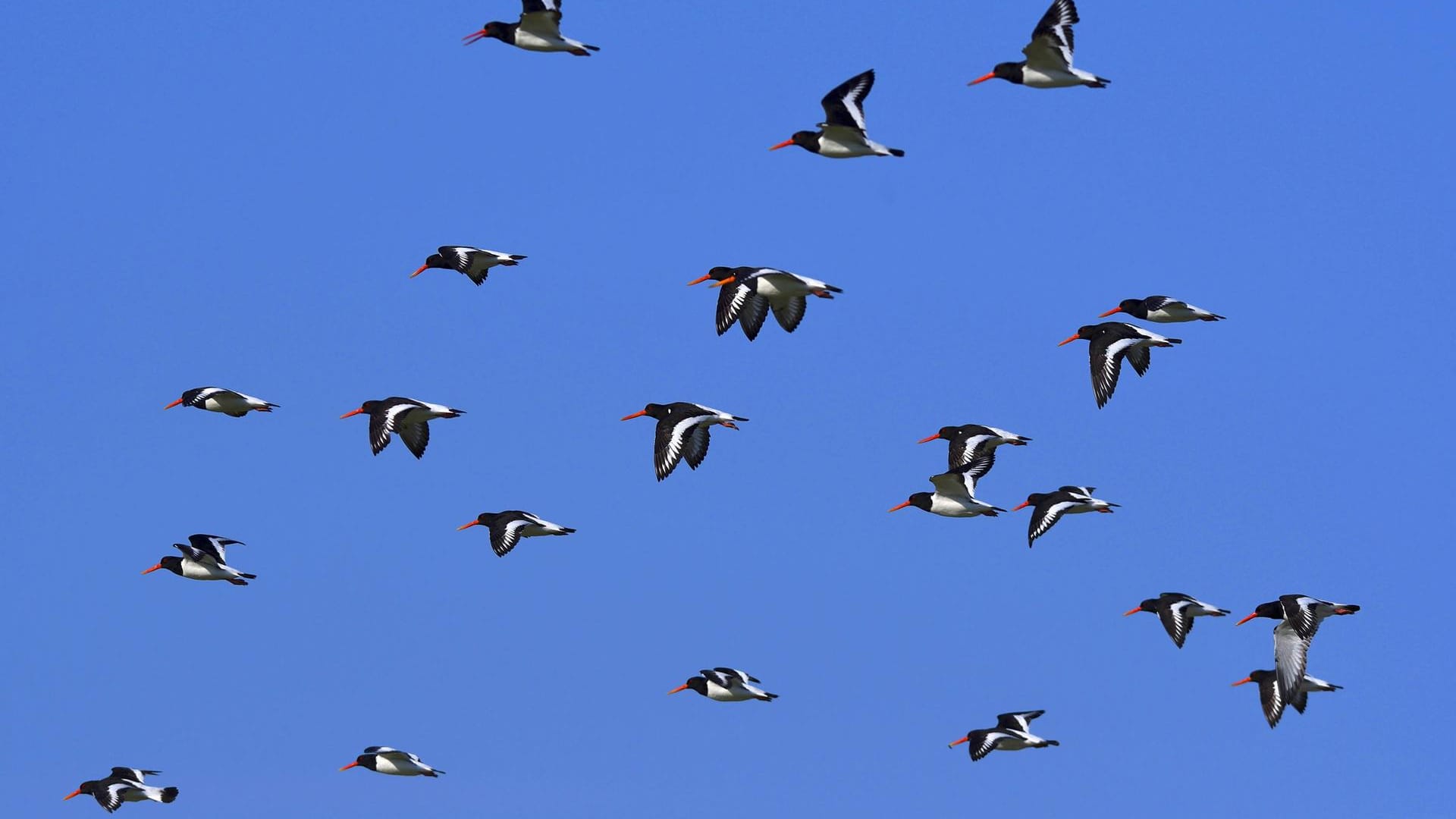 Zusammenstöße zwischen Vogelschwärmen und Kampfjets sind keine Seltenheit. Doch in Schweden führte eine Kollision zum Absturz einer Maschine.