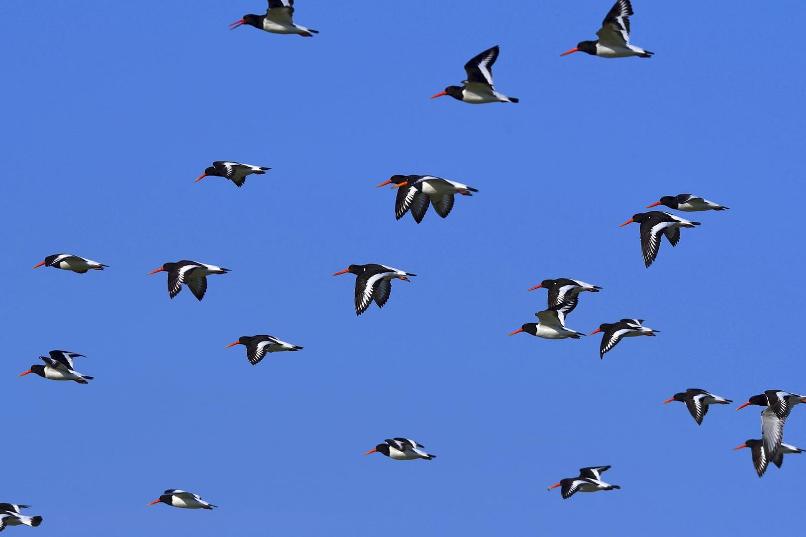 Zusammenstöße zwischen Vogelschwärmen und Kampfjets sind keine Seltenheit. Doch in Schweden führte eine Kollision zum Absturz einer Maschine.