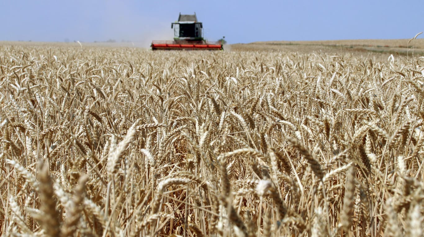 Ein Mähdrescher erntet Weizen: Die Bauern haben dieses Jahr wesentlich weniger Getreide eingefahren.