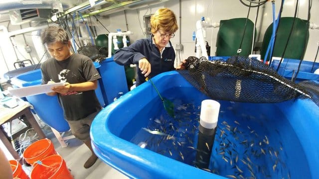 Rund die Hälfte des weltweit verzehrten Fisches stammt inzwischen aus Aquakulturen.