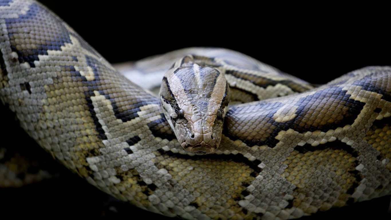 Eine Felsenpython im Zoo: In Oberfranken wird gegen einen Mann ermittelt, der eine vier Meter lange Python geköpft haben soll.