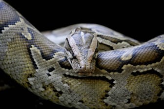 Eine Felsenpython im Zoo: In Oberfranken wird gegen einen Mann ermittelt, der eine vier Meter lange Python geköpft haben soll.