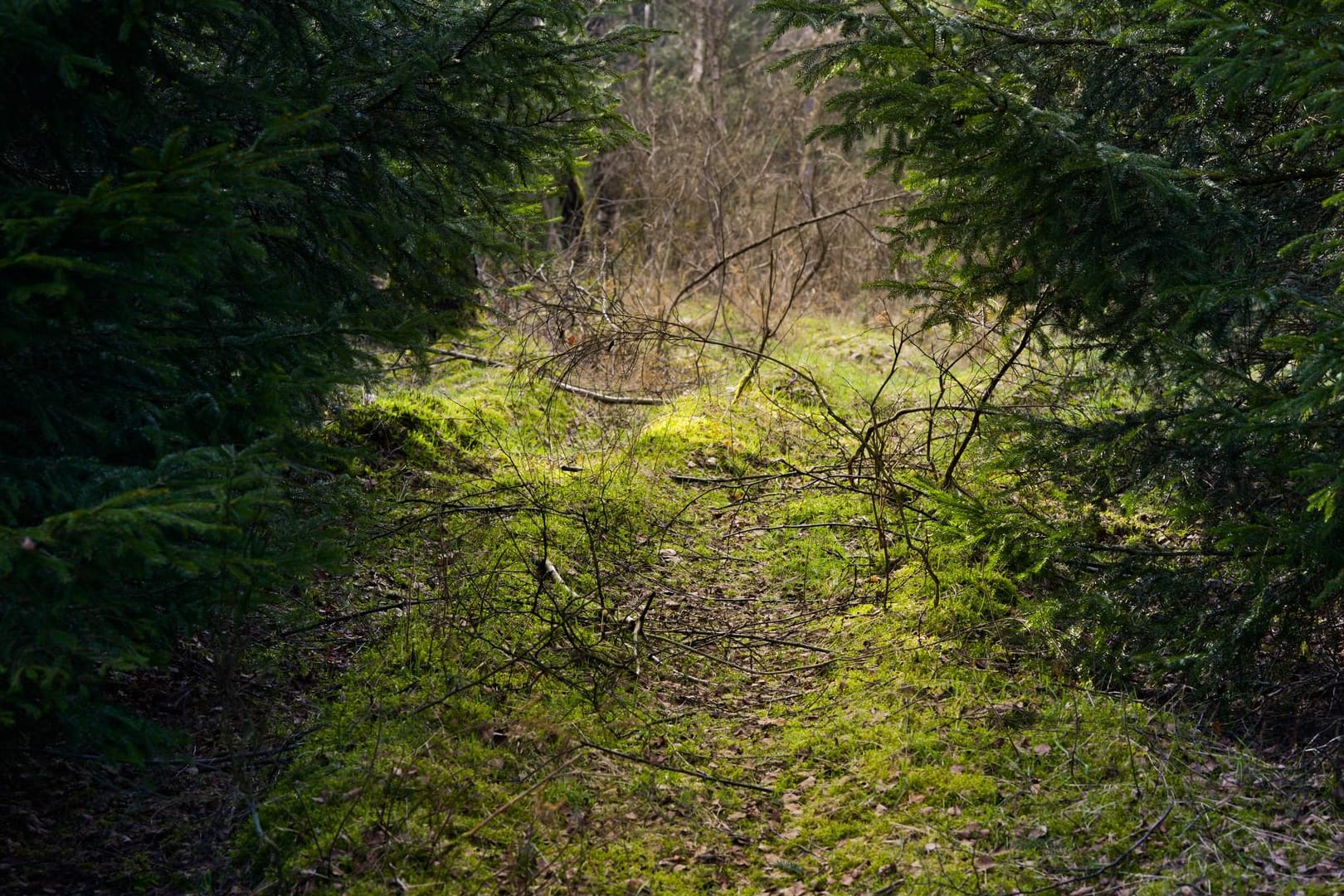 In einem Waldstück im Taunus hat eine Schulklasse eine Leiche gefunden.