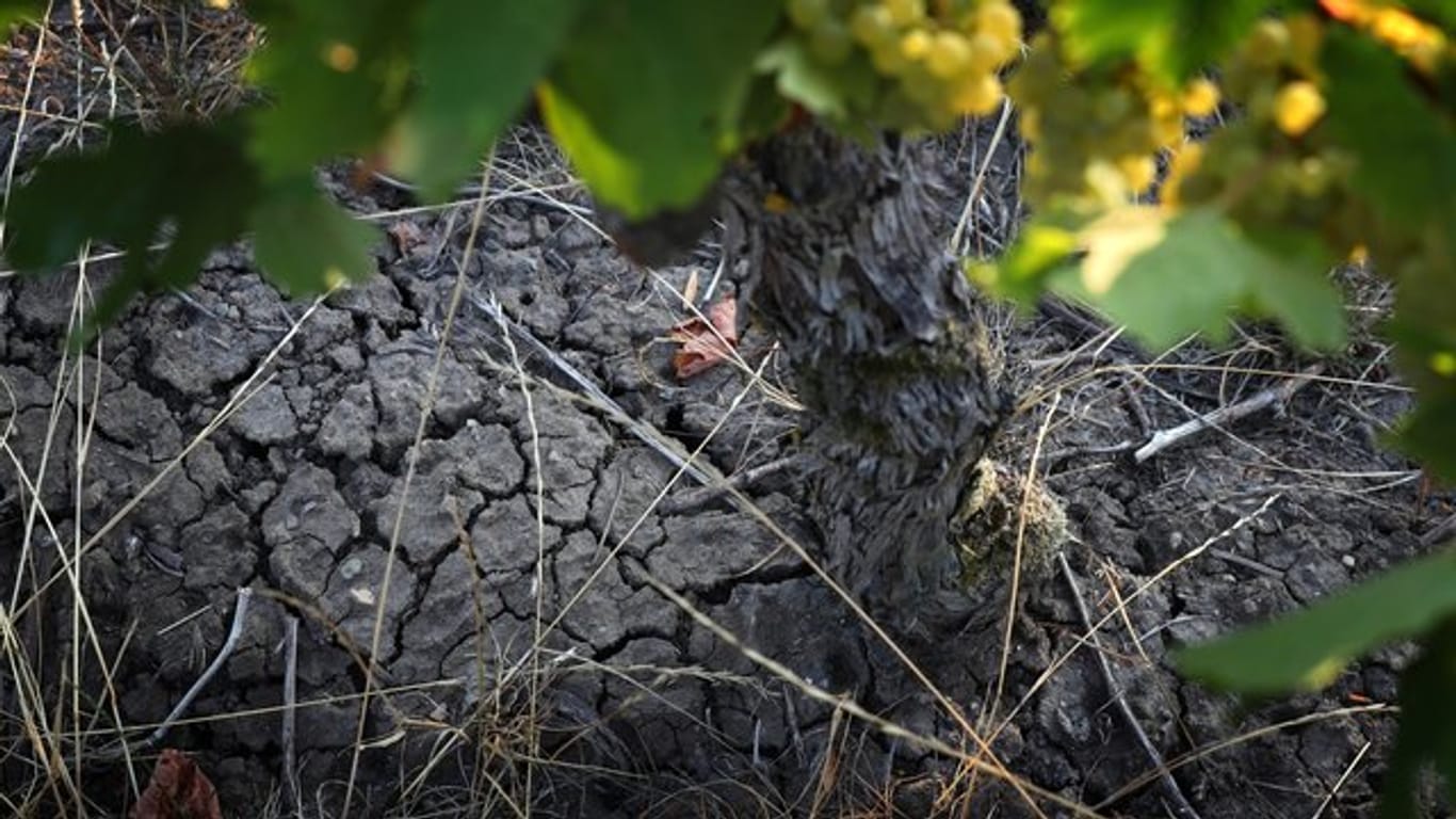 Ein Weinstock steht in einem Weinberg auf dem ausgetrockneten Boden.