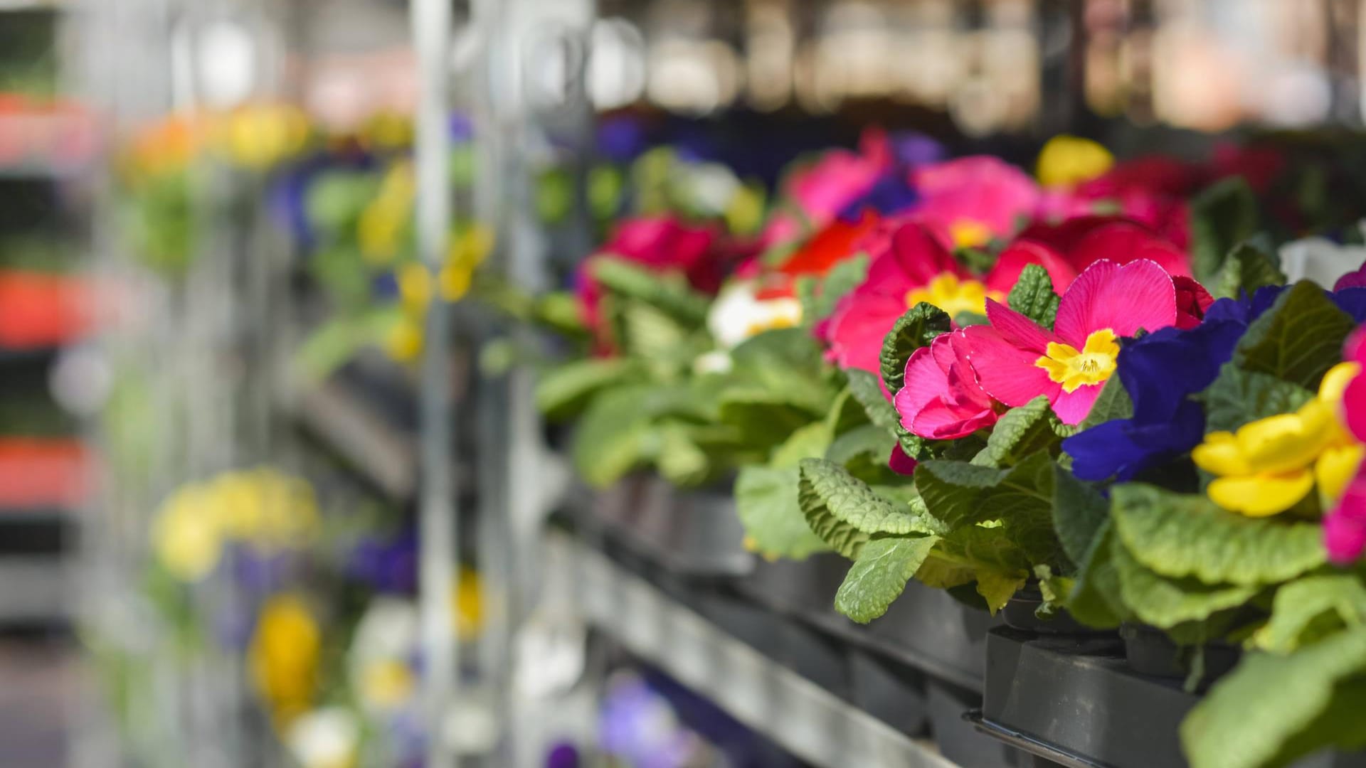 Setzlinge in allen Farben im Regal: Viele Menschen gehen zum Kaufen von Blumen inzwischen in den Supermarkt. Eine junge Frau aus Thüringen geht noch ein paar Schritte weiter: Sie ist mit dem Motorroller wortwörtlich in den Supermarkt gefahren, um sich mit Blumen einzudecken – und bezahlt hat sie auch nicht. Setzlinge in allen Farben im Regal: Viele Menschen gehen zum Kaufen von Blumen inzwischen in den Supermarkt. Eine junge Frau aus Thüringen geht noch ein paar Schritte weiter: Sie ist mit dem Motorroller wortwörtlich in den Supermarkt gefahren, um sich mit Blumen einzudecken – und bezahlt hat sie auch nicht.