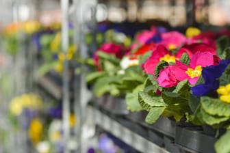 Setzlinge in allen Farben im Regal: Viele Menschen gehen zum Kaufen von Blumen inzwischen in den Supermarkt. Eine junge Frau aus Thüringen geht noch ein paar Schritte weiter: Sie ist mit dem Motorroller wortwörtlich in den Supermarkt gefahren, um sich mit Blumen einzudecken – und bezahlt hat sie auch nicht.