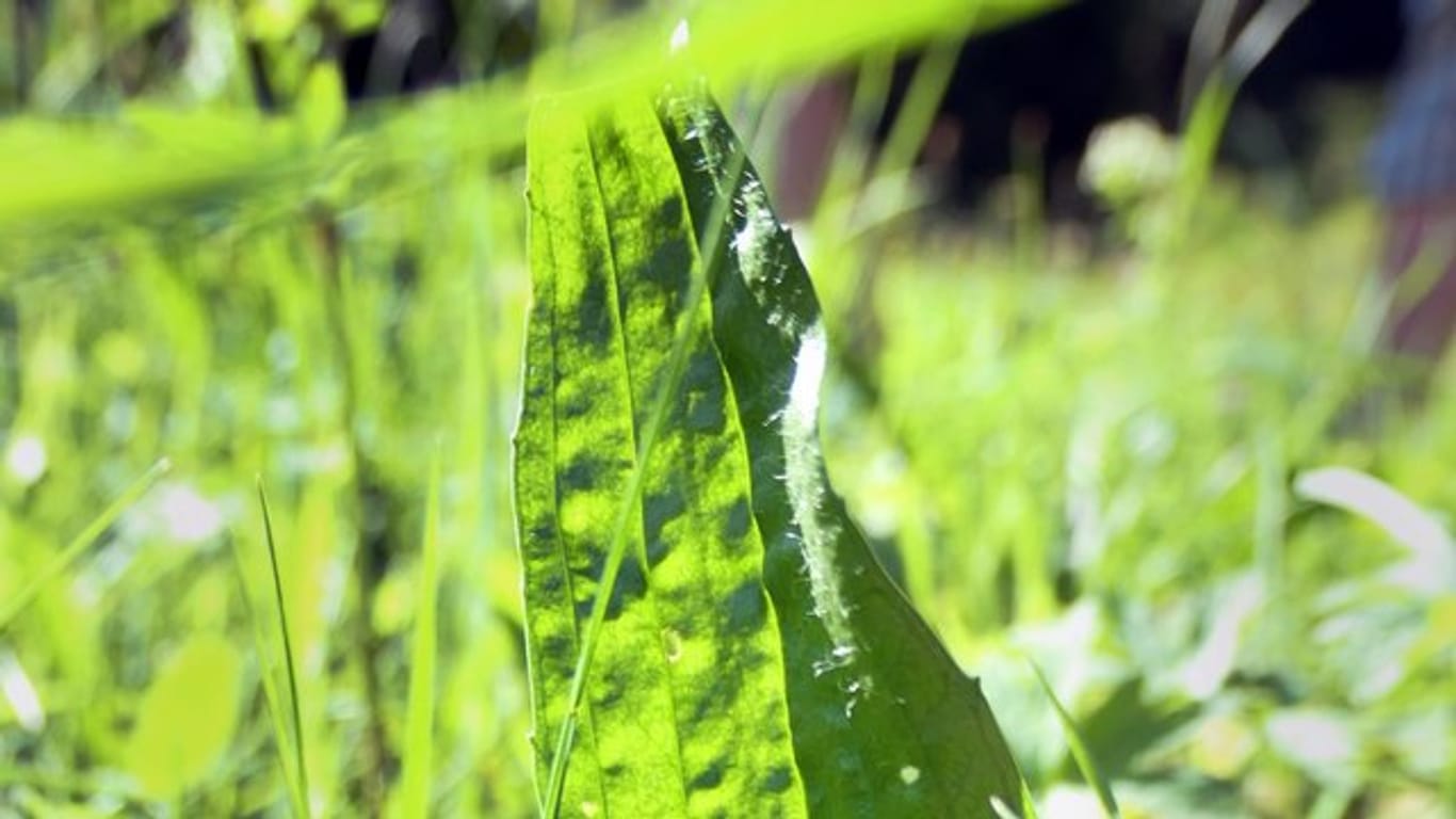 Den Spitzwegerich kann man gut auf der Wiese ausmachen: Er hat schmale, lanzettförmige Blätter.
