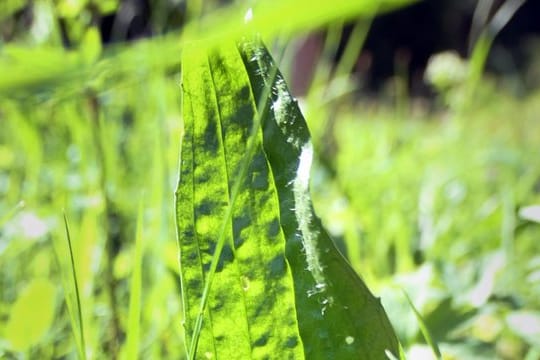 Den Spitzwegerich kann man gut auf der Wiese ausmachen: Er hat schmale, lanzettförmige Blätter.