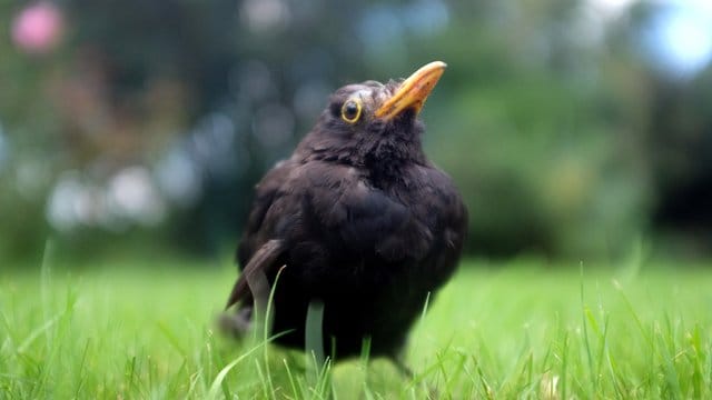 Eine erkrankte Amsel hockt im Gras.