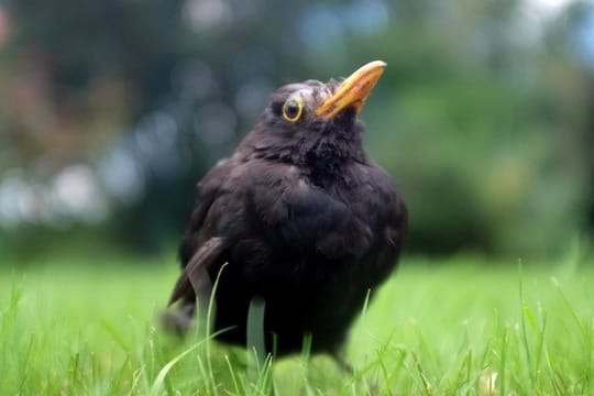 Eine erkrankte Amsel hockt im Gras.