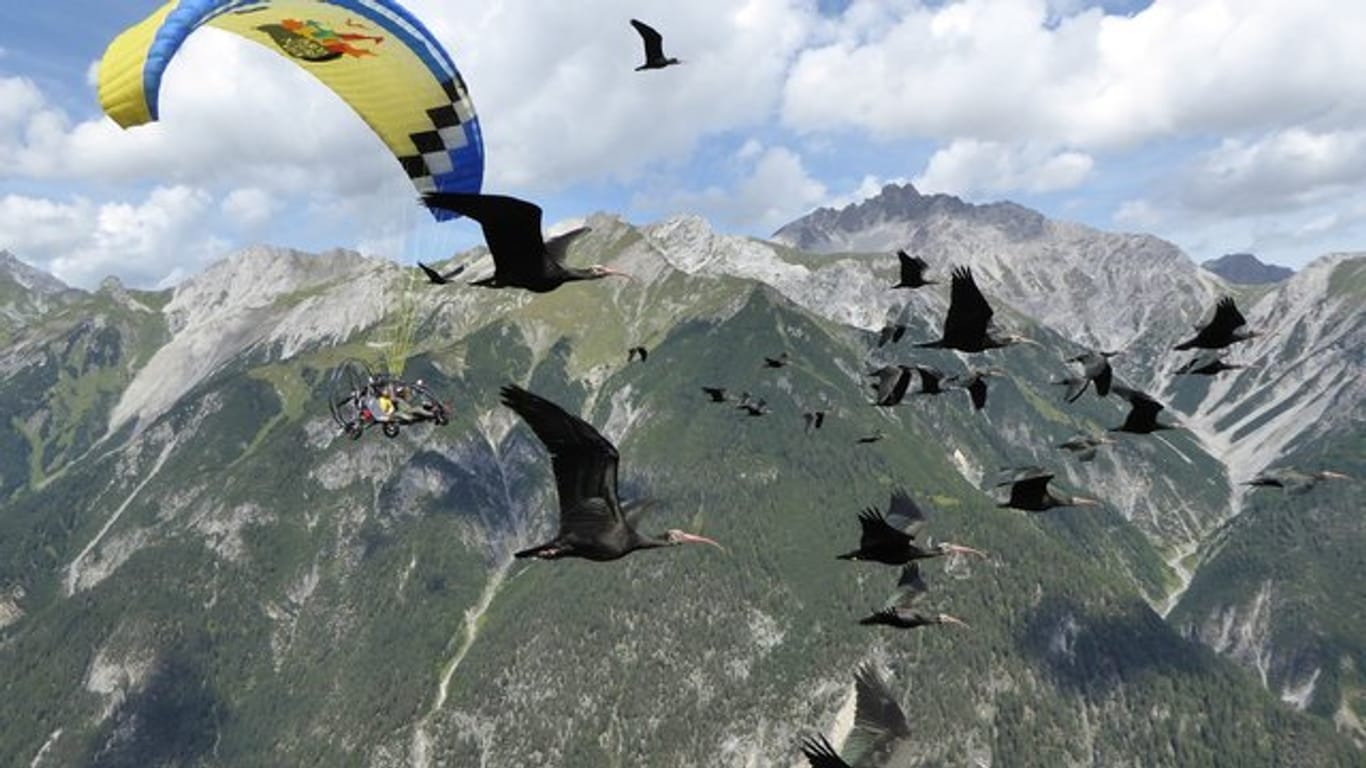 Ein Schwarm von Waldrappen fliegt über die Alpen.