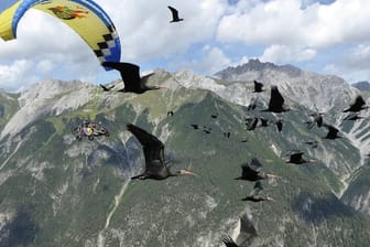 Ein Schwarm von Waldrappen fliegt über die Alpen.