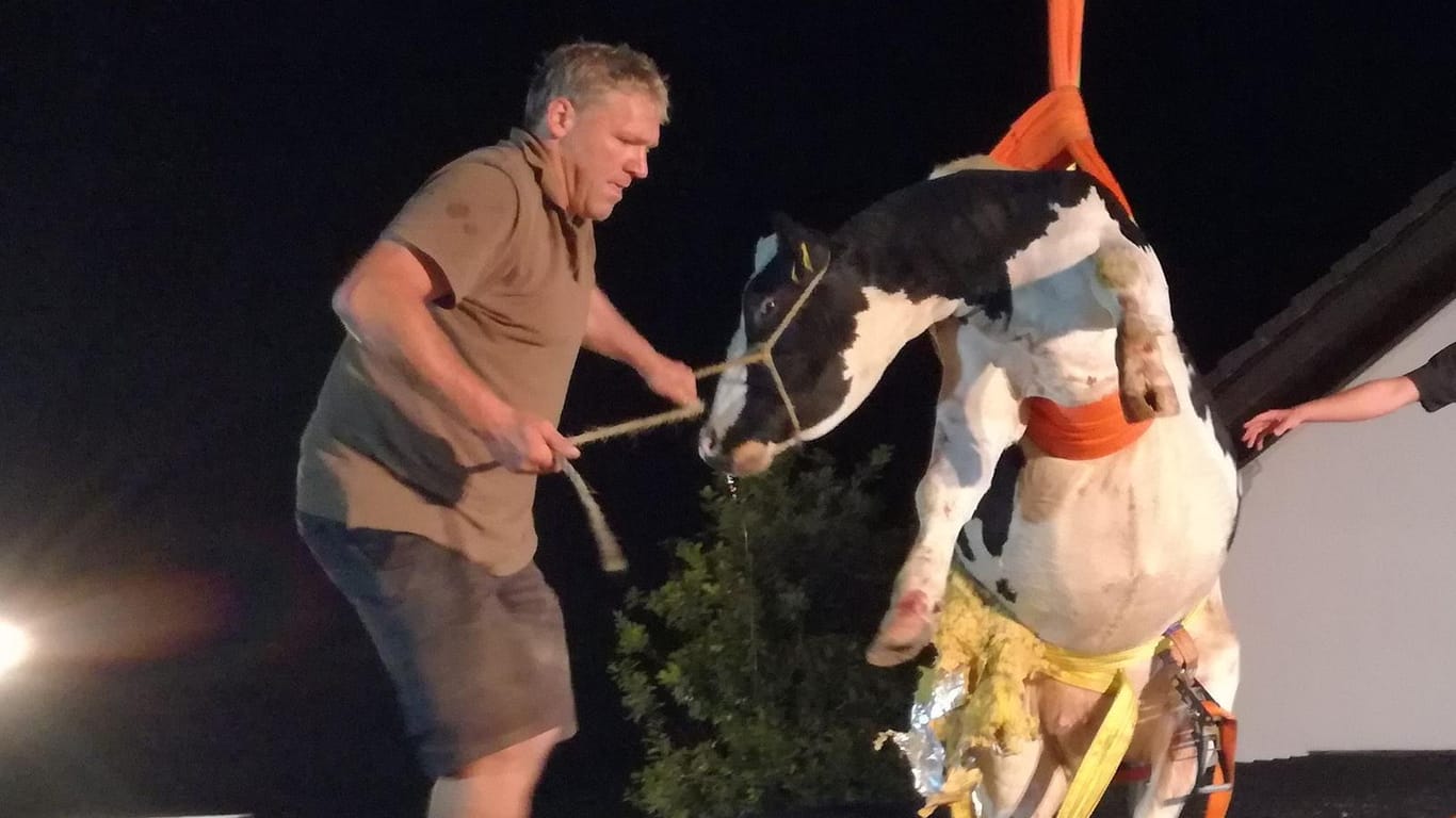Die Kuh wird mithilfe eines Krans vom Dach geholt: Zwei Stunden dauerte die Rettungsaktion.