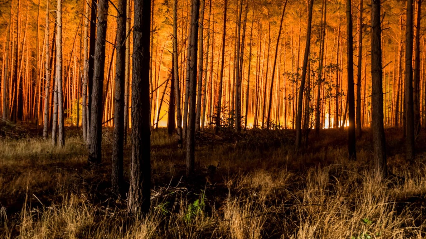 Waldbrand in Brandenburg: Mithilfe von Warn-Apps können sich Betroffene informieren.