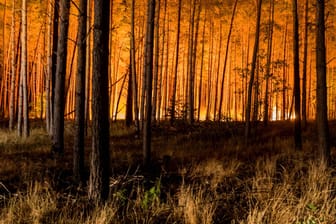 Waldbrand in Brandenburg: Mithilfe von Warn-Apps können sich Betroffene informieren.