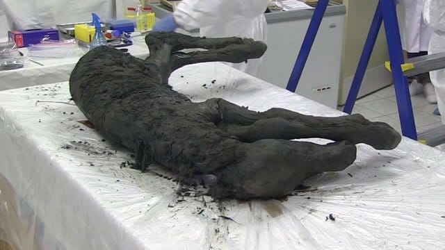 Das Videostandbild zeigt das gut erhaltene Fossil.