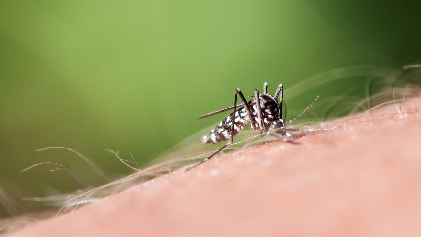 Tigermücke auf der Haut: Gefährlich kann ein Stich werden, wenn die Tigermücke mit Krankheitserregern infiziert ist.