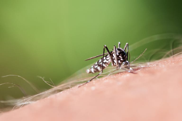 Tigermücke auf der Haut: Gefährlich kann ein Stich werden, wenn die Tigermücke mit Krankheitserregern infiziert ist.