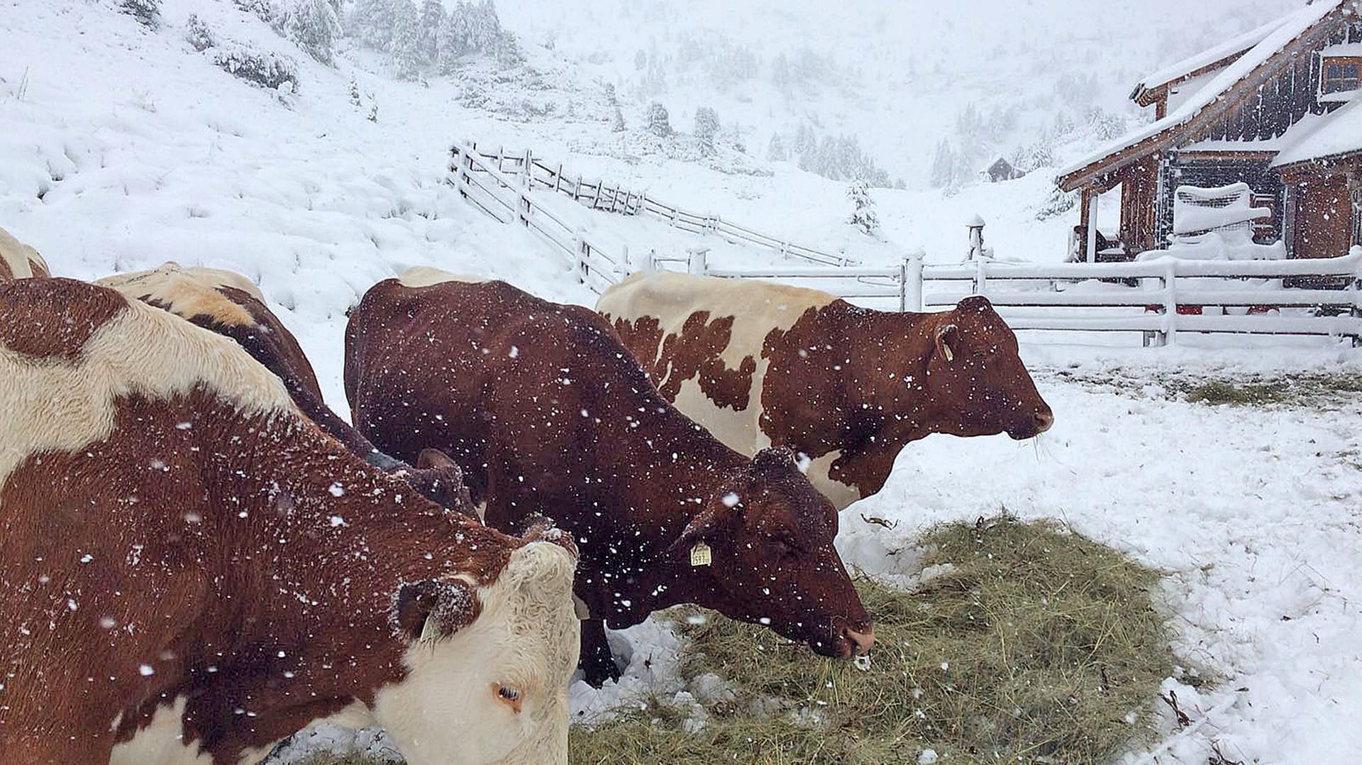 Kühe auf einer Weide in Obertauern: In Teilen Österreichs sind bis zu 40 Zentimeter Neuschnee gefallen.