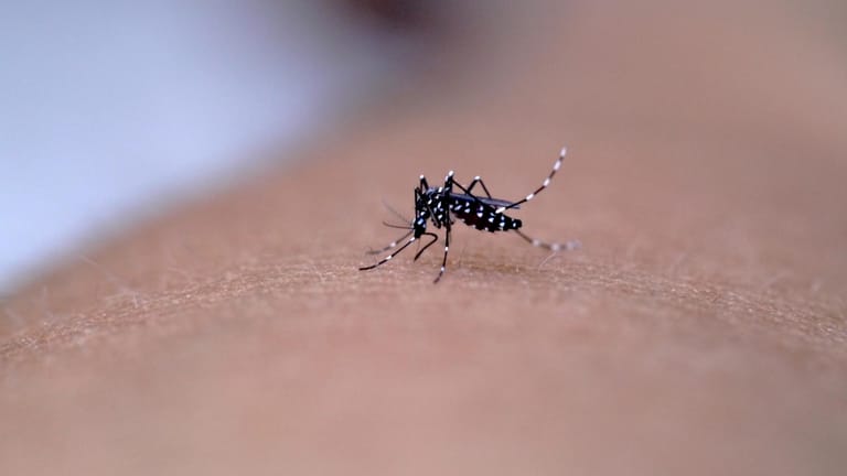 Asiatische Tigermücke: Mückenlarven schlüpfen verstärkt im Sommer und Herbst. Wenn Sie vorsorgen, können Sie die Eiablage aber verhindern.