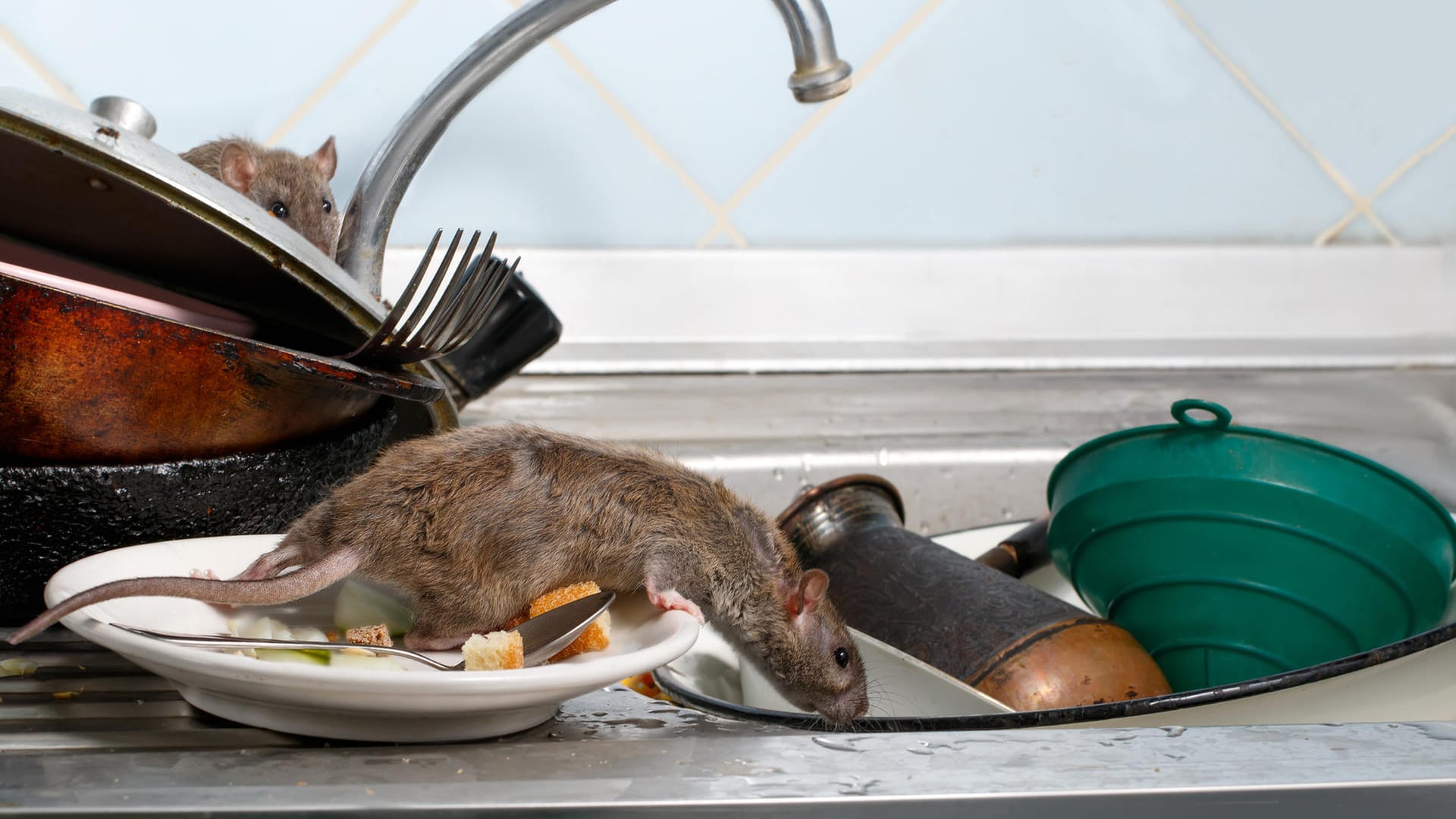 Ratten auf dreckigem Geschirr: Hausbesitzer sollten einige Vorkehrungen vornehmen, damit Ratten nicht ins Haus gelangen.