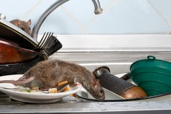 Ratten auf dreckigem Geschirr: Hausbesitzer sollten einige Vorkehrungen vornehmen, damit Ratten nicht ins Haus gelangen.