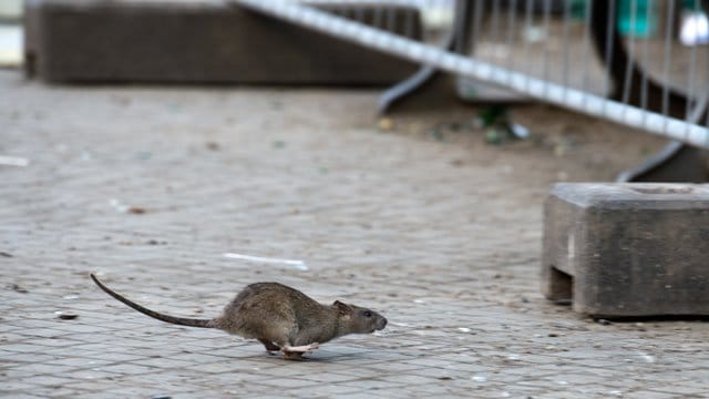 Damit Ratten nicht ins Haus kommen, sollte man Öffnungen gut abdichten.