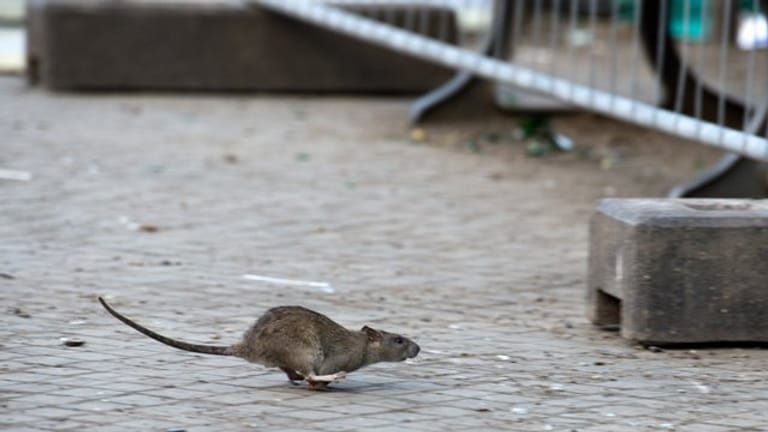 Damit Ratten nicht ins Haus kommen, sollte man Öffnungen gut abdichten.