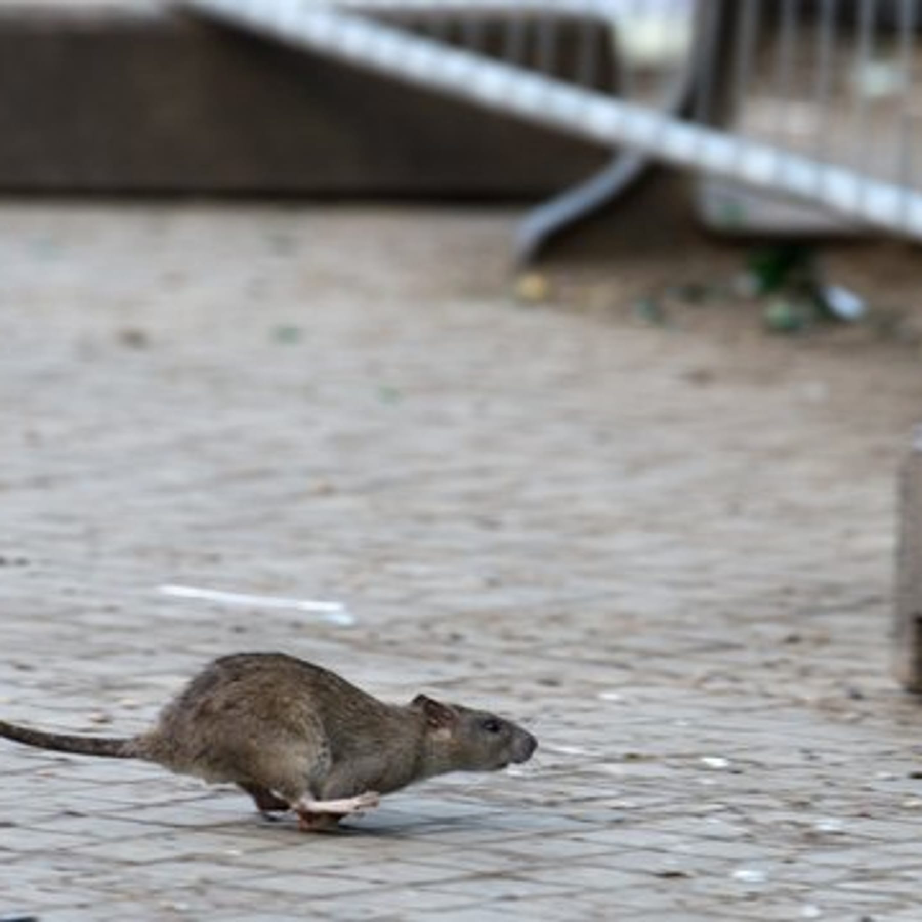 Gesundheit: Haus und Hof vor Ratten schützen
