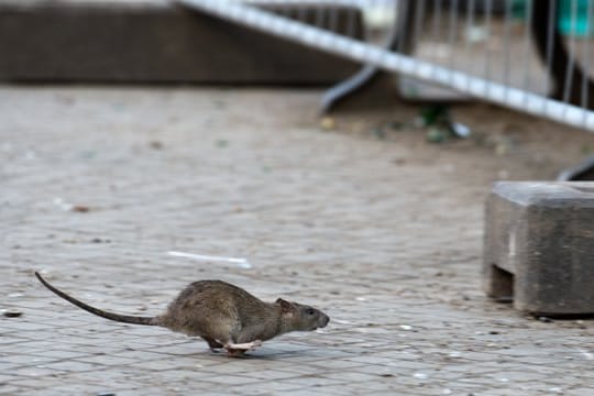 Damit Ratten nicht ins Haus kommen, sollte man Öffnungen gut abdichten.