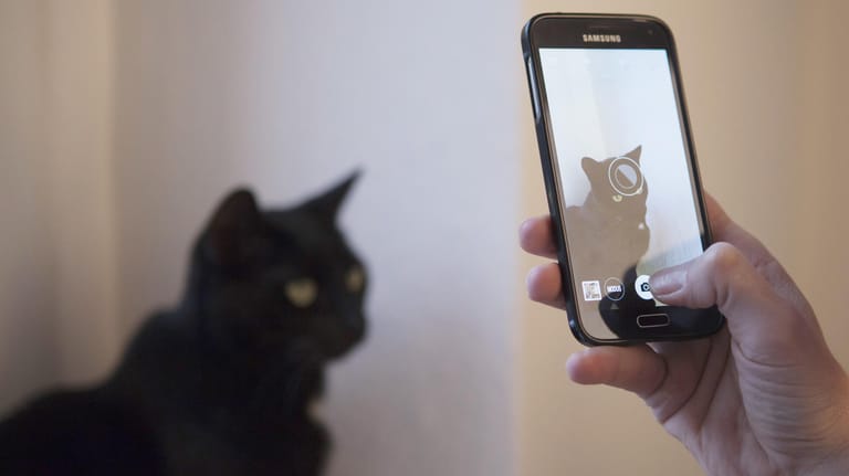 Eine Katze wird mit einem Smartphone fotografiert: Mit dem Smartphone und der passenden App können durchaus eindrucks- oder stimmungsvolle Fotos gelingen.