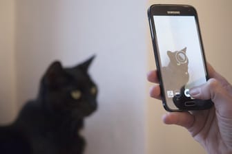Eine Katze wird mit einem Smartphone fotografiert: Mit dem Smartphone und der passenden App können durchaus eindrucks- oder stimmungsvolle Fotos gelingen.
