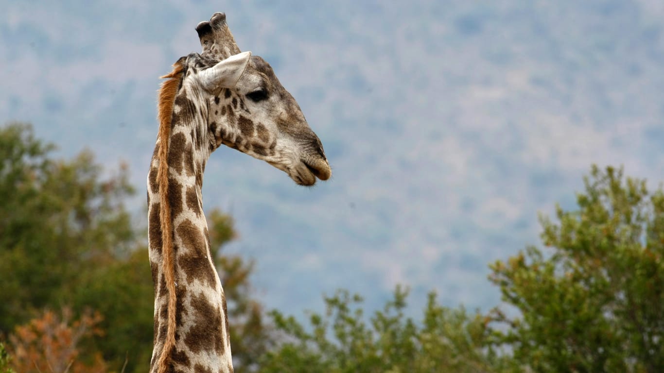 Giraffe in Südafrika: Die Tiere laufen dort frei herum. (Symbolfoto)