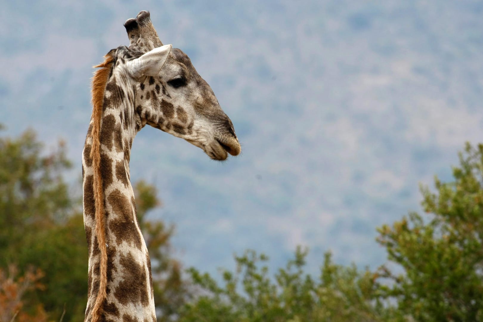 Giraffe in Südafrika: Die Tiere laufen dort frei herum. (Symbolfoto)
