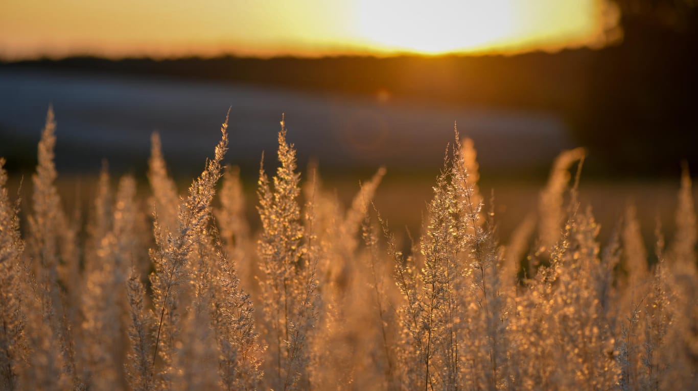 Im Licht der tief stehenden Abendsonne leuchten Gräser an einem Feldrand: Am Mittwoch knacken die Temperaturen gebietsweise die 30-Grad-Marke.