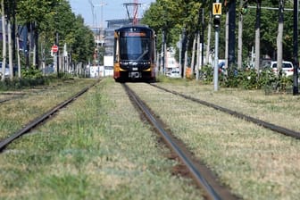 Karlsruher Straßenbahntrassen sollen, wo immer möglich, zu grünen Rasentrassen werden.
